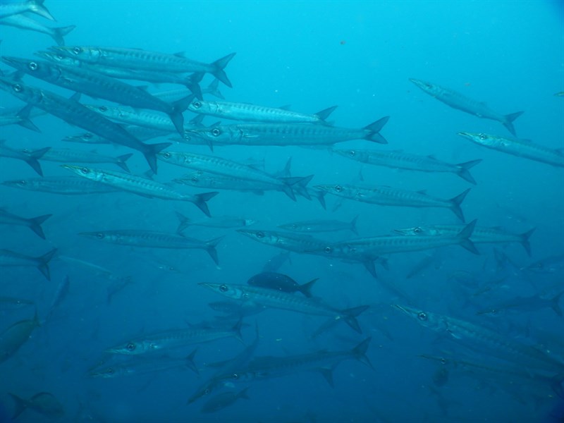 Pelican barracuda, Pelican Barracuda - Sphyraena idiastes, Sphyraena idiastes