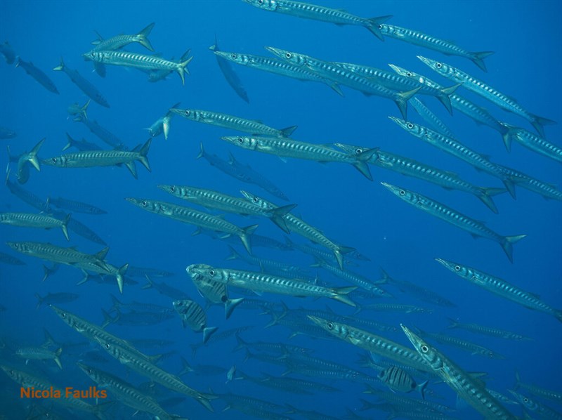 European barracuda, European Barracuda, Sphyraena sphyraena