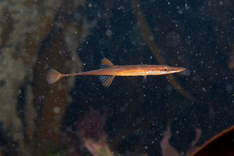 Sea stickleback, Sea Stickleback, Fifteen-spined Stickleback, Spinachia spinachia