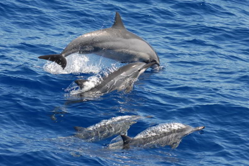 Spinner-Dolphin-Species-Canary-Islands-Stenella-longirostris-Tenerife-Gran-Canaria-Fuerteventura-Lanzarote-Whale-watching-La-Palma-Gomera-El-Hierro-Atlantic-Ocean