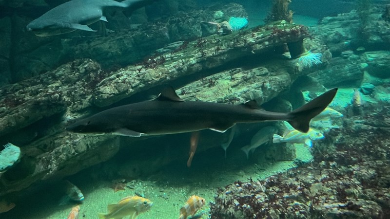 Pacific spiny dogfish, , Squalus suckleyi