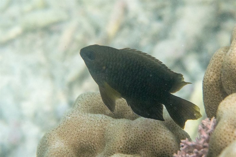 Dusky farmerfish, Dusky Farmerfish, Dusky Damselfish, Mamo, Stegastes nigricans