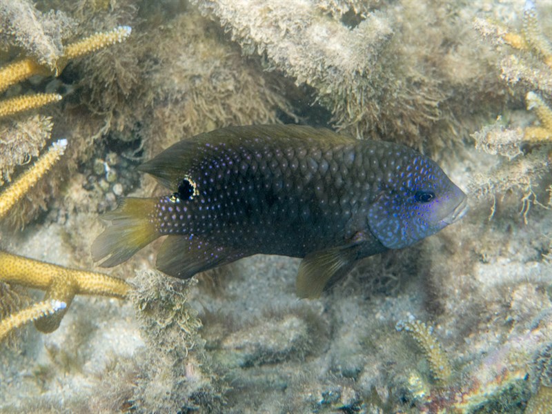 Blunt snout gregory, Farmerfish, Blunt Snout Gregory, Stegastes punctatus