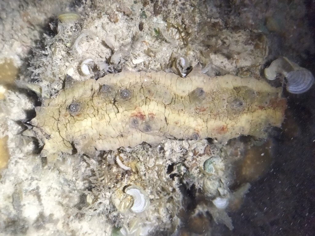 , Dragonfish, Peanutfish, Selenka's Sea Cucumber, Warty Sea Cucumber - Stichopus horrens, Stichopus horrens