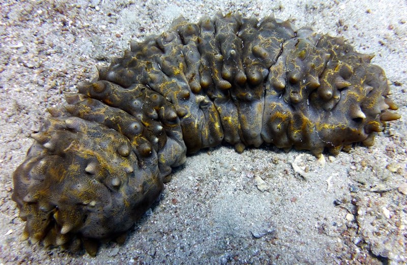 , Sea Cucumber - Stichopus pseudohorrens, Stichopus pseudohorrens