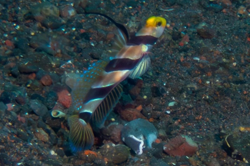 Filament-finned prawn-goby, Filament-finned Prawn-goby, Stonogobiops nematodes