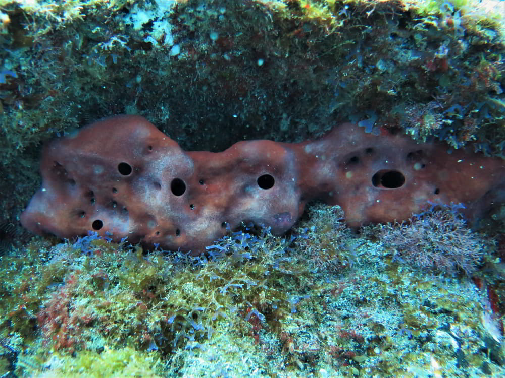 Stony Sponge – Petrosia ficiformis