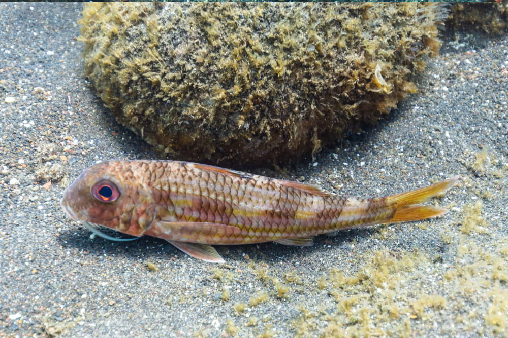 Striped Red Mullet – Mullus surmuletus