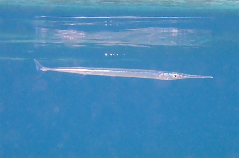 Banded needlefish, , Strongylura leiura