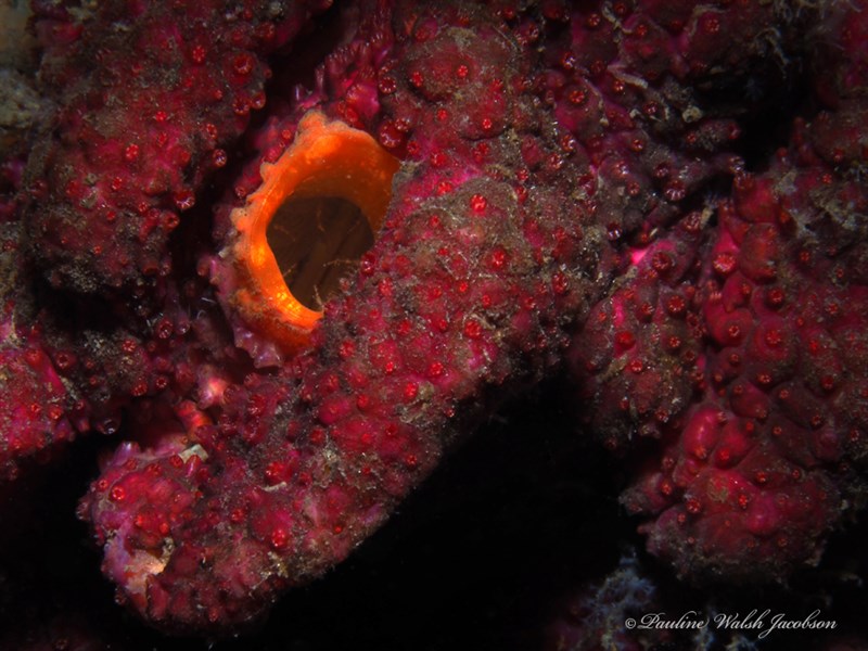 , Rough Sea Tunicate, Styela canopus