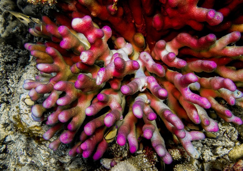 , Smooth Cauliflower Coral, Stylophora pistillata