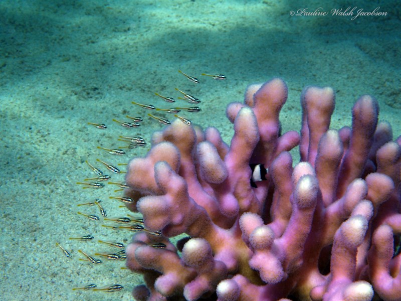 , Club Finger Coral, Stylophora subseriata