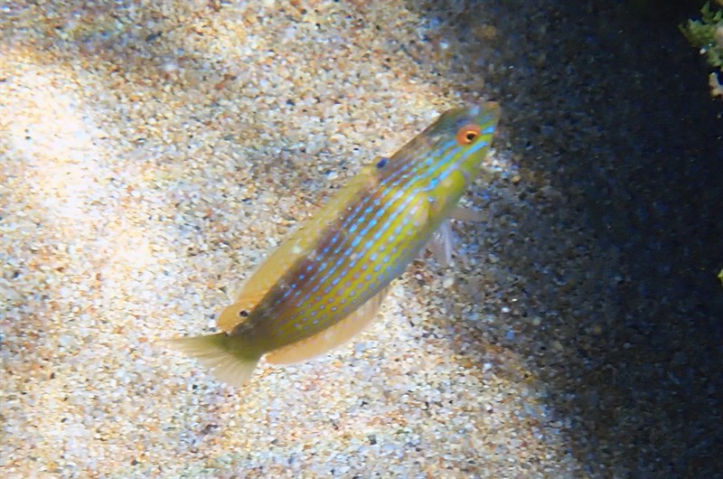 Rainbow slender wrasse, Painted Rainbow-wrasse, Rainbow Fish, Rainbow Slender Wrasse, Painted Rainbow Wrasse, Suezichthys arquatus