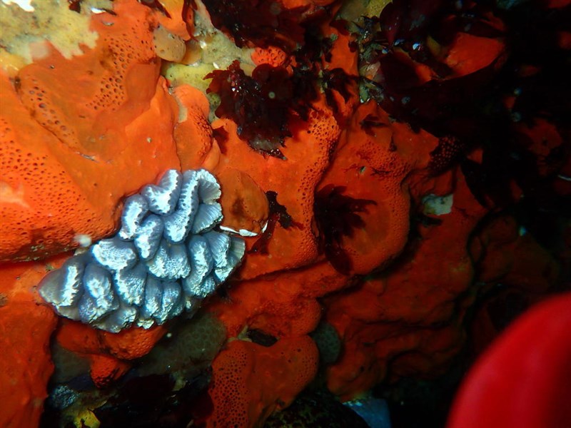 , Social Fan Ascidian, Sycozoa arborescens