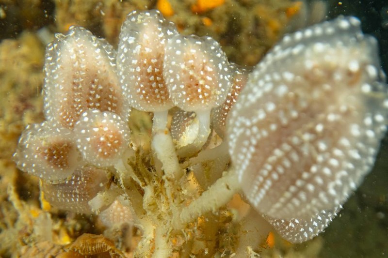 , Sycozoa sigillinoides