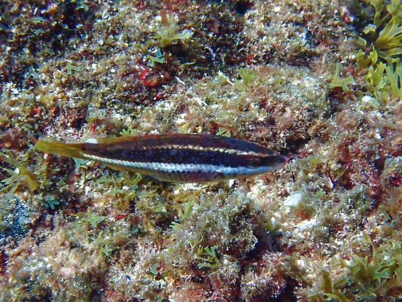 , Wrasse, Symphodus doderleini