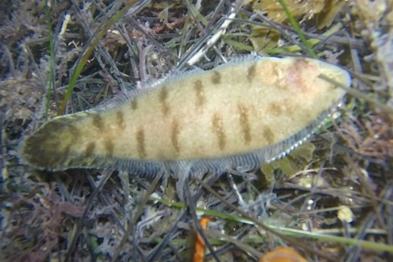 California tonguefish, , Symphurus atricauda