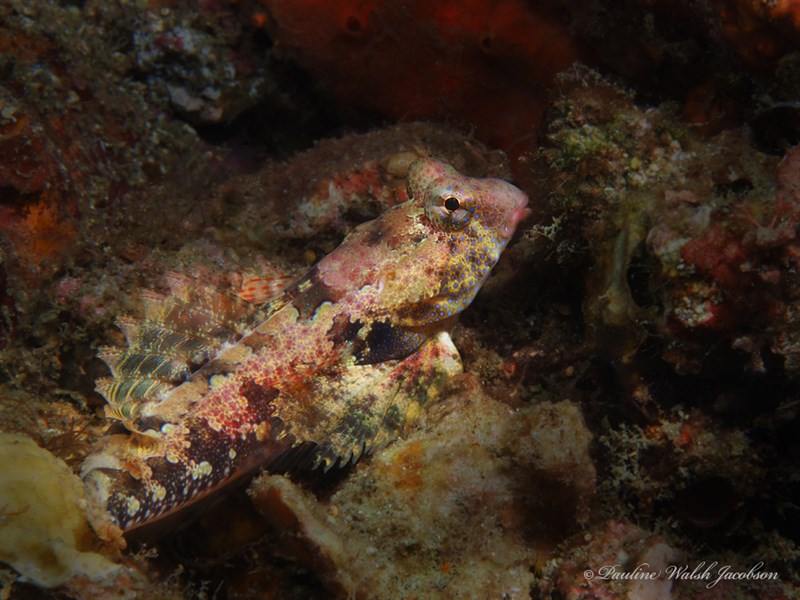 Bartel's dragonet, Bartel's Dragonet, Synchiropus bartelsi