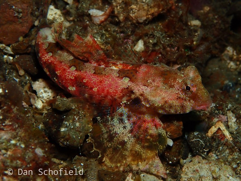 Morrison's dragonet, Morrison's Dragonet - Synchiropus morrisoni, Synchiropus morrisoni