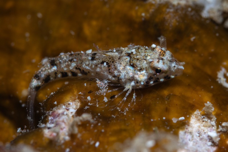 Rosy dragonet, Rosy Dragonet, Synchiropus rosulentus