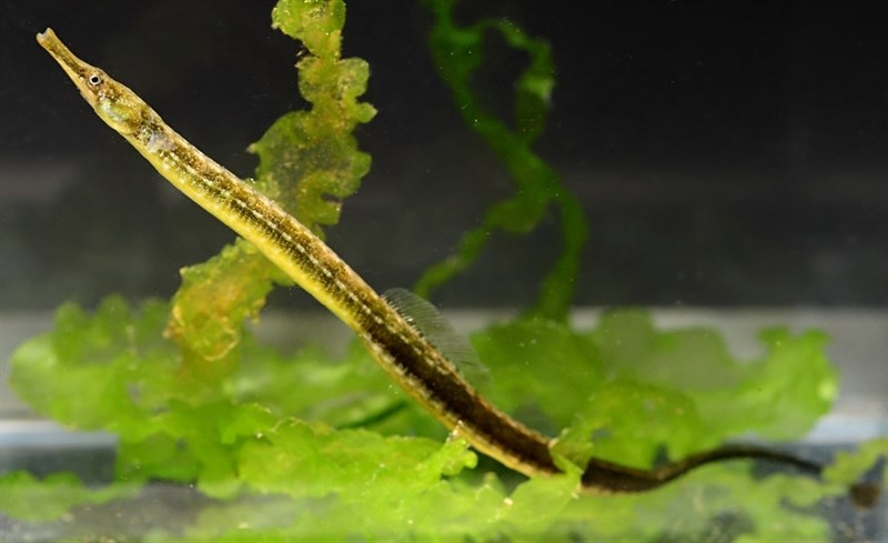 Black-striped pipefish, Black-striped Pipefish - Syngnathus abaster, Syngnathus abaster