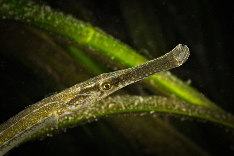 Broadnosed pipefish, Broad-nosed Pipefish, Syngnathus typhle