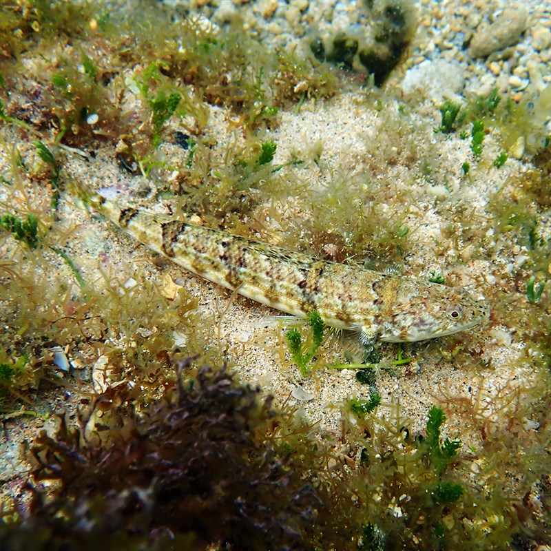 Sand lizardfish, Banded Lizardfish, Clearfin Lizardfish, Grey-streak Lizardfish, Sand Lizardfish, Two-spot Lizardfish, Variegated Lizardfish, Synodus dermatogenys