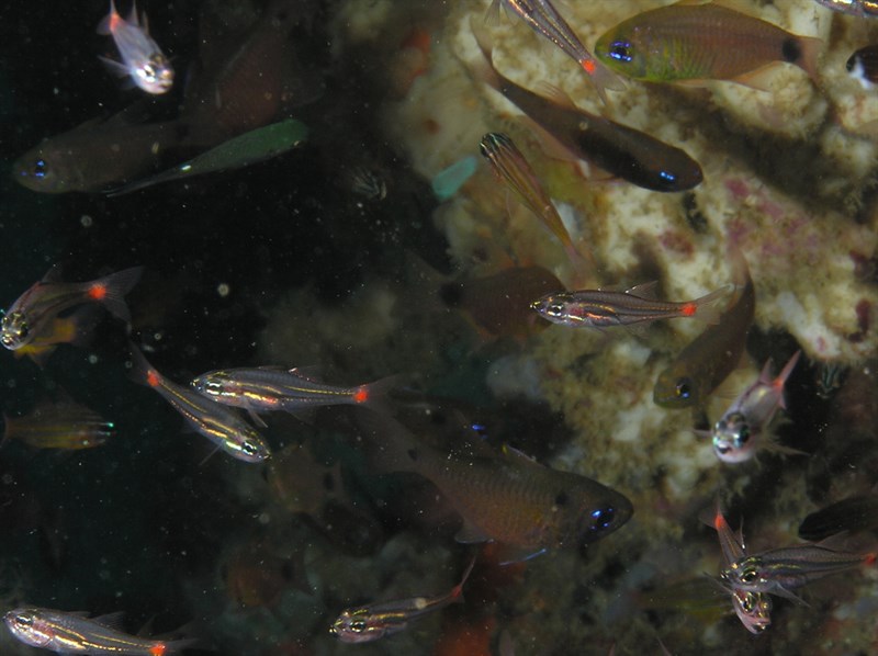 Twinspot cardinalfish, Twinspot Cardinalfish - Taeniamia biguttata, Taeniamia biguttata