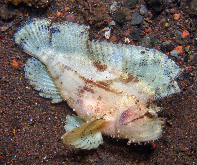 Leaf scorpionfish, Leaf Scorpionfish, Taenianotus triacanthus