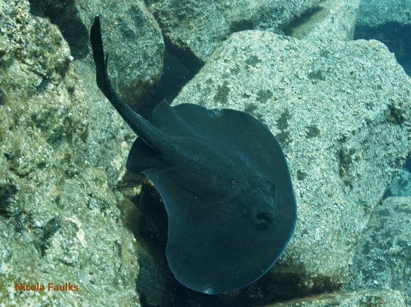 Round stingray, Round Stingray, Taeniurops grabatus