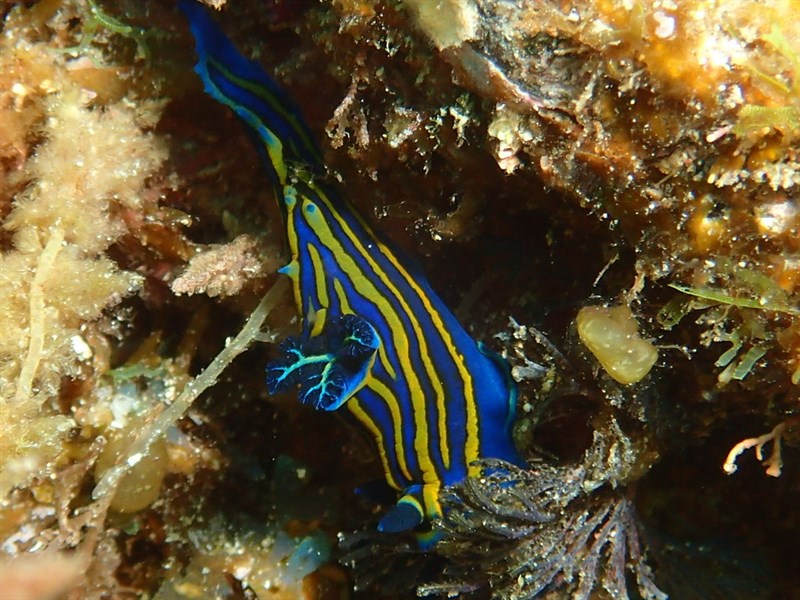 , Nudibranch, Tambja ceutae