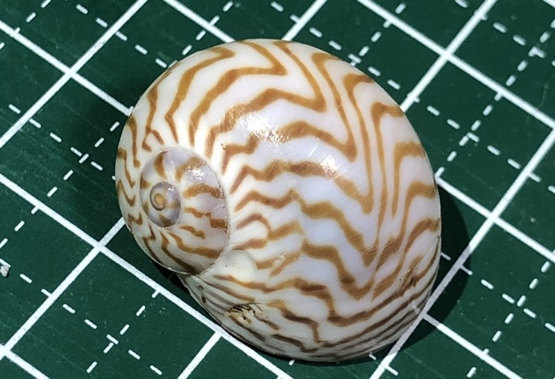 , Beautifully-banded Moon Snail, Necklace Shell, Tanea undulata