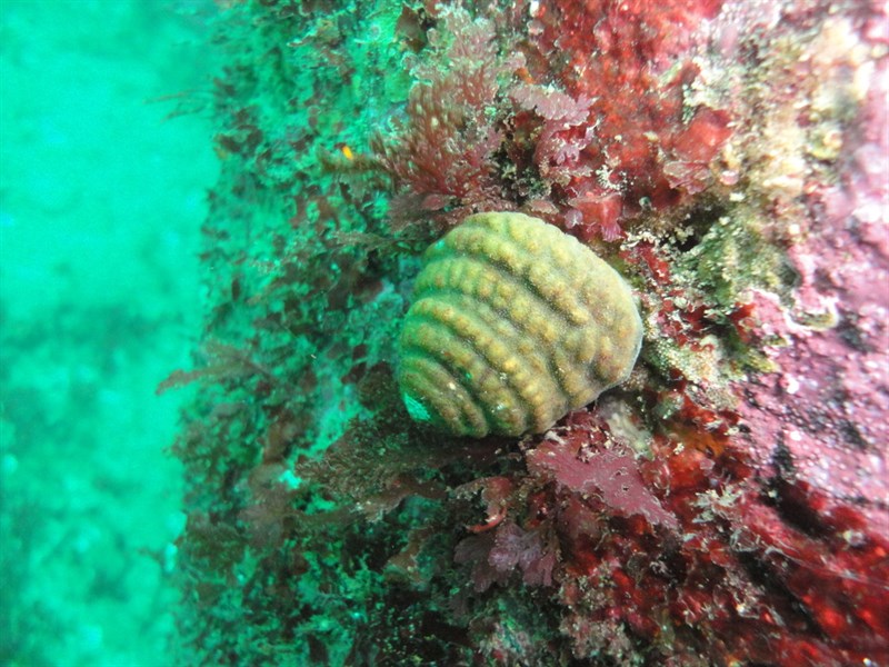 , Tegula quadricostata, Tegula quadricostata