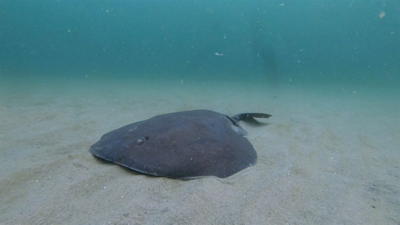 Western atlantic torpedo, Tetronarce occidentalis, Tetronarce occidentalis