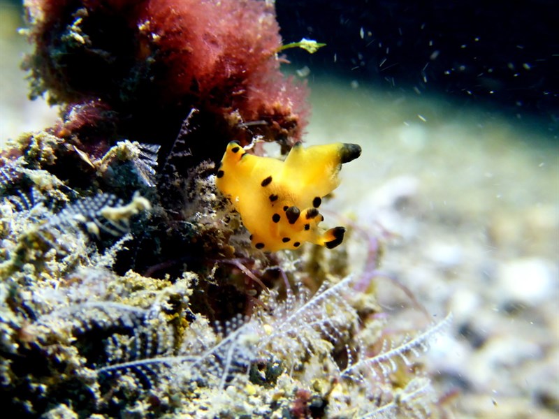 , Pacific Thecacera, Pikachu Nudibranch, Thecacera pacifica