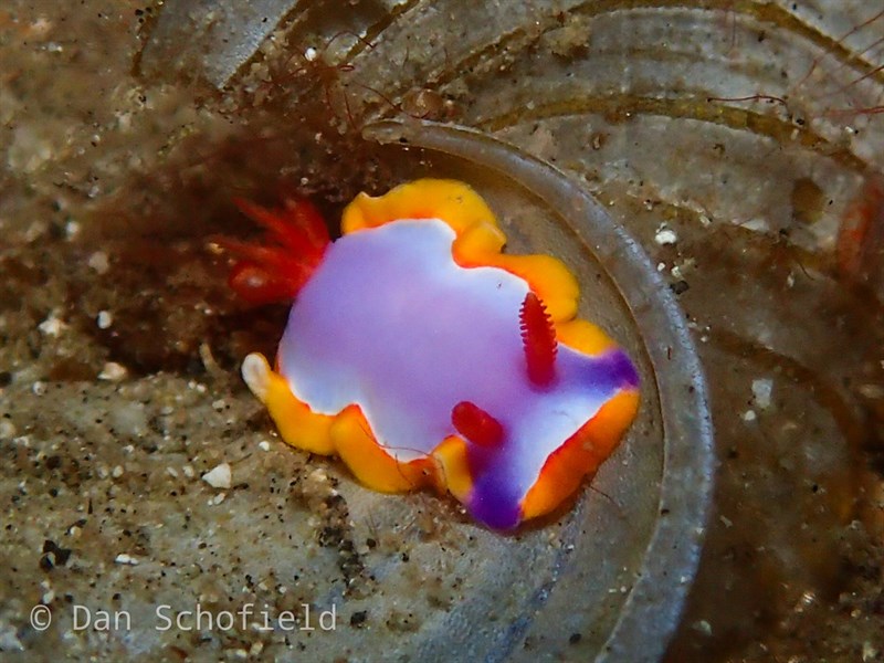 , Nudibranch, Thorunna purpuropedis