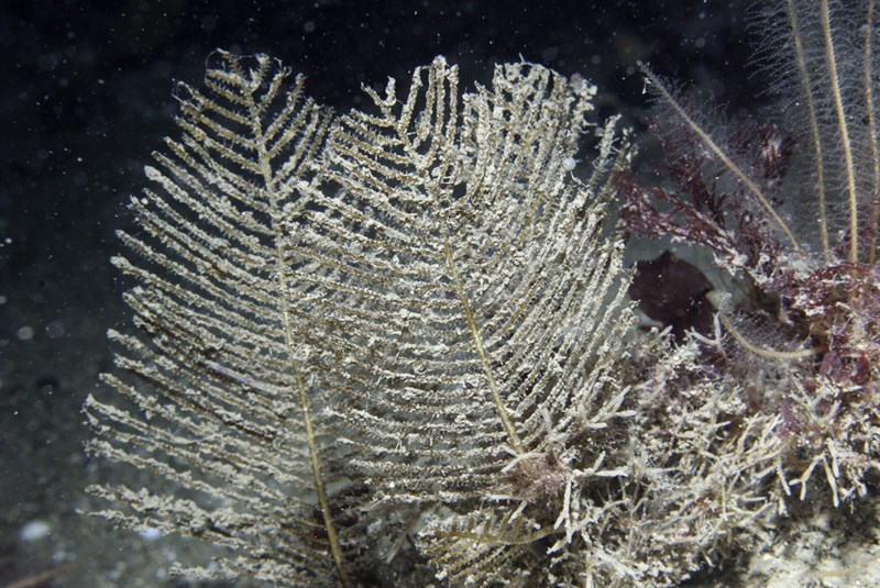 , Jointed Hydroid, Thuiaria articulata