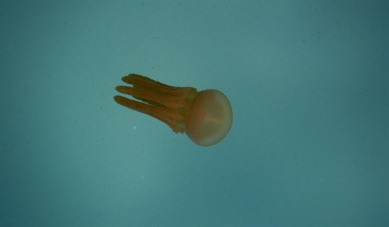 , Jellyfish - Thysanostoma thysanura, Thysanostoma thysanura