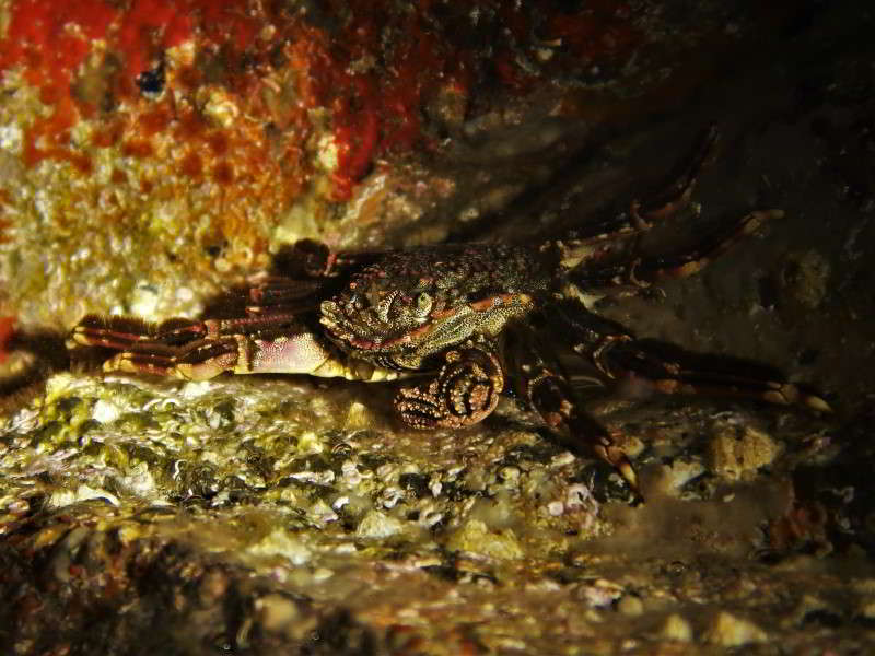 Tidal-Spray-Crab-Plagusia-depressa-Scuba-diving-canary-islands-crustacea-species-atlantic-ocean