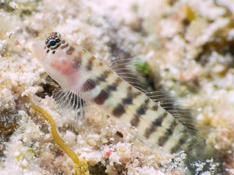 Semiscaled goby, Semiscaled Goby, Tigrigobius pallens