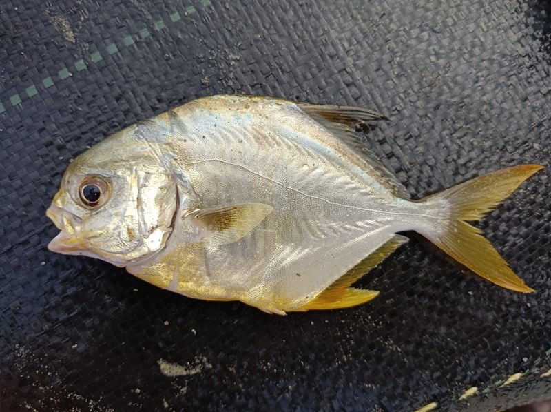 Indian pompano, Trachinotus mookalee, Trachinotus mookalee