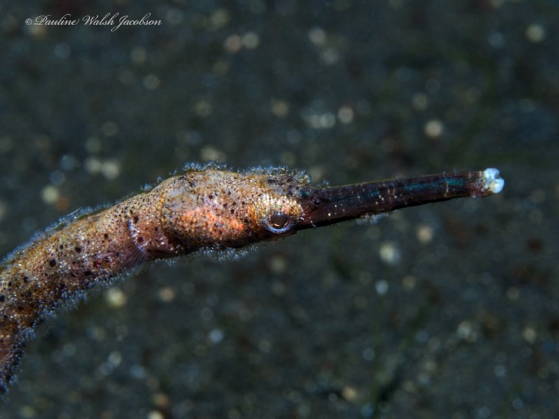 Double-ended pipefish, Double-ended Pipefish, Trachyrhamphus bicoarctatus