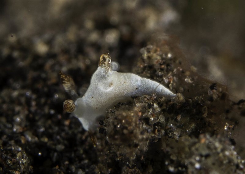 , Nudibranch, Trapania gibbera