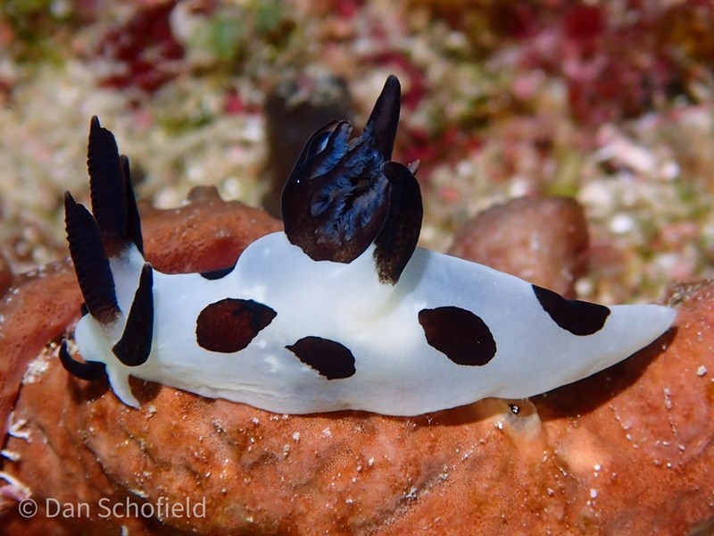 , Nudibranch - Trapania naeva, Trapania naeva