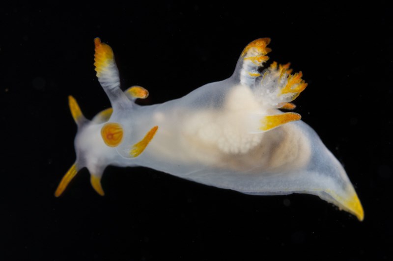 , Tartanella Nudibranch, Trapania tartanella