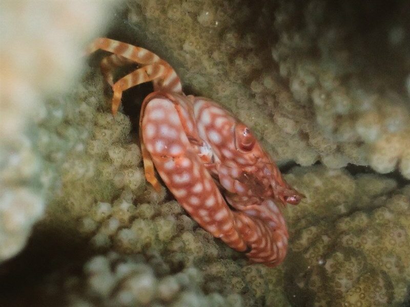 , Yellow-Spotted Guard Crab, Trapezia flavopunctata