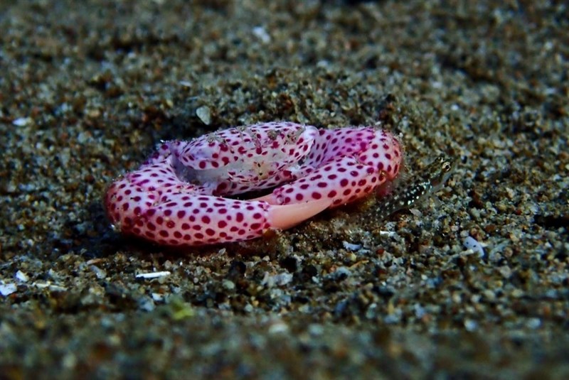 , Red-Spotted Guard Crab,  Tiger Coral Crab - Trapezia tigrina, Trapezia tigrina