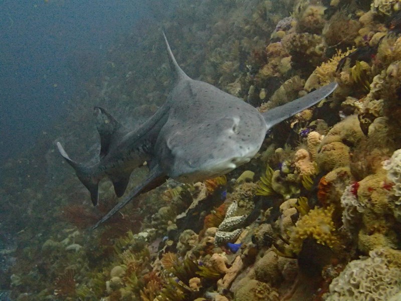 Sharptooth houndshark, Sharptooth Houndshark, Spotted Gully Shark, Triakis megalopterus