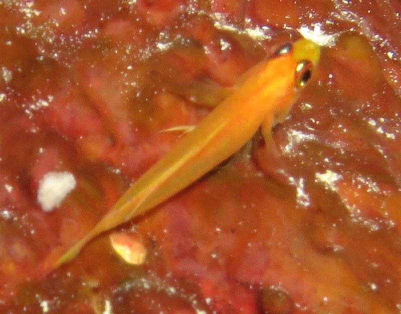 Pallid pygmygoby – Trimma anaima