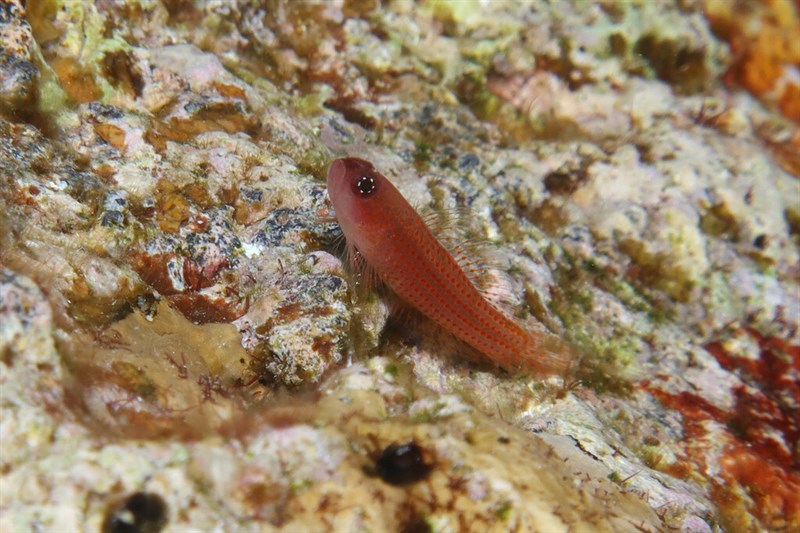 Avidor's pygmygoby, Avidor's Goby, Trimma avidori